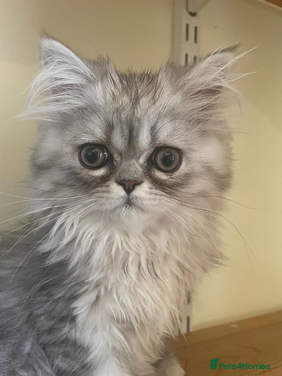 Persian cats for sale: Silver Blue Chinchilla Male Persian Kitten! - Image 5