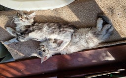 Maine Coon cats for sale: Stunning maine coon kittens - Image 18