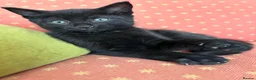 Mixed Breed cats for sale: 3male kittens - Advert 3