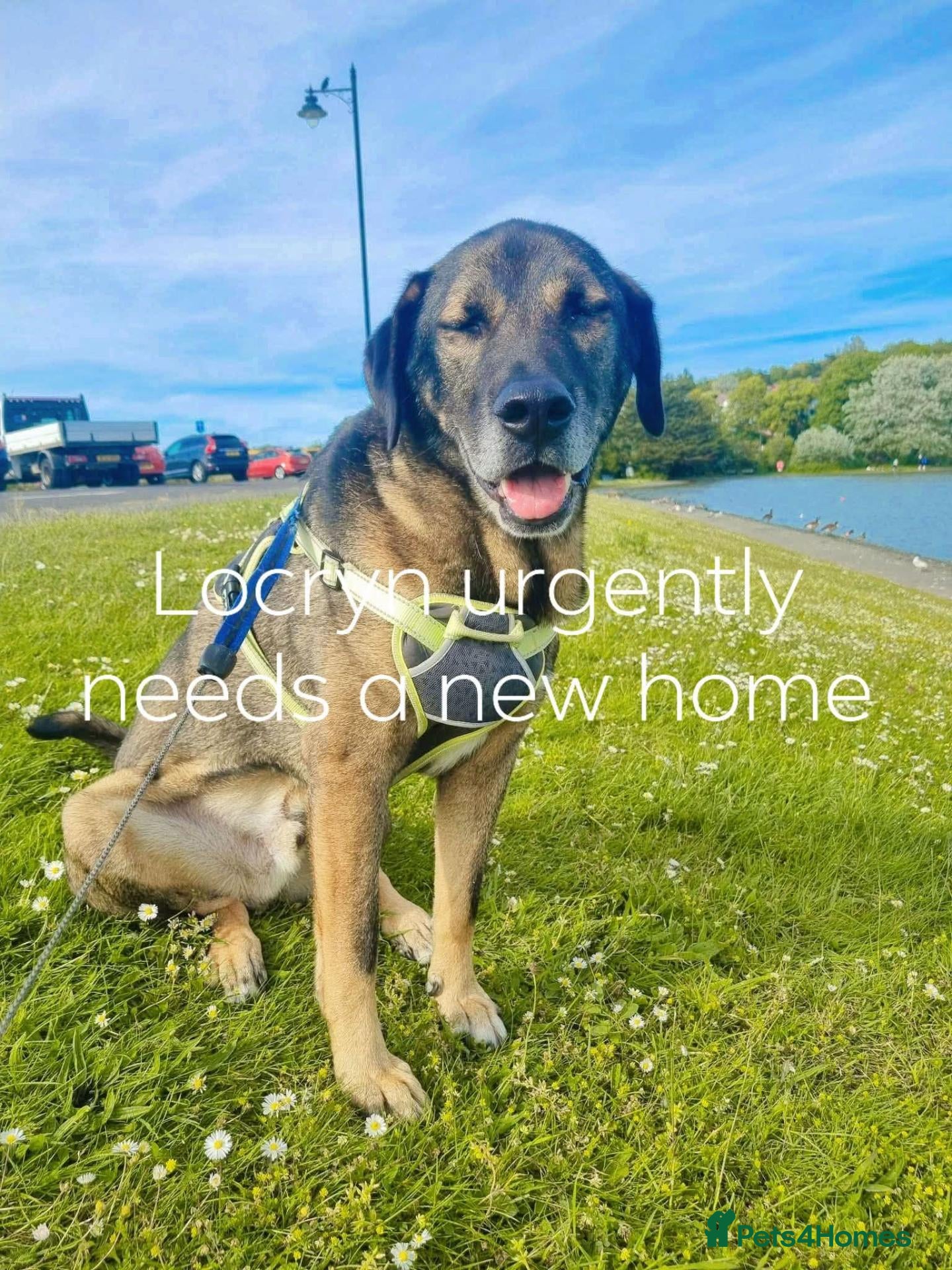 Mixed Breed dogs HELP US FIND LOCryn HIS NEXT HOME - Advert 1