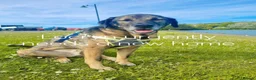 Mixed Breed dogs for adoption: HELP US FIND LOCryn HIS NEXT HOME in Weston-super-Mare - Advert 1