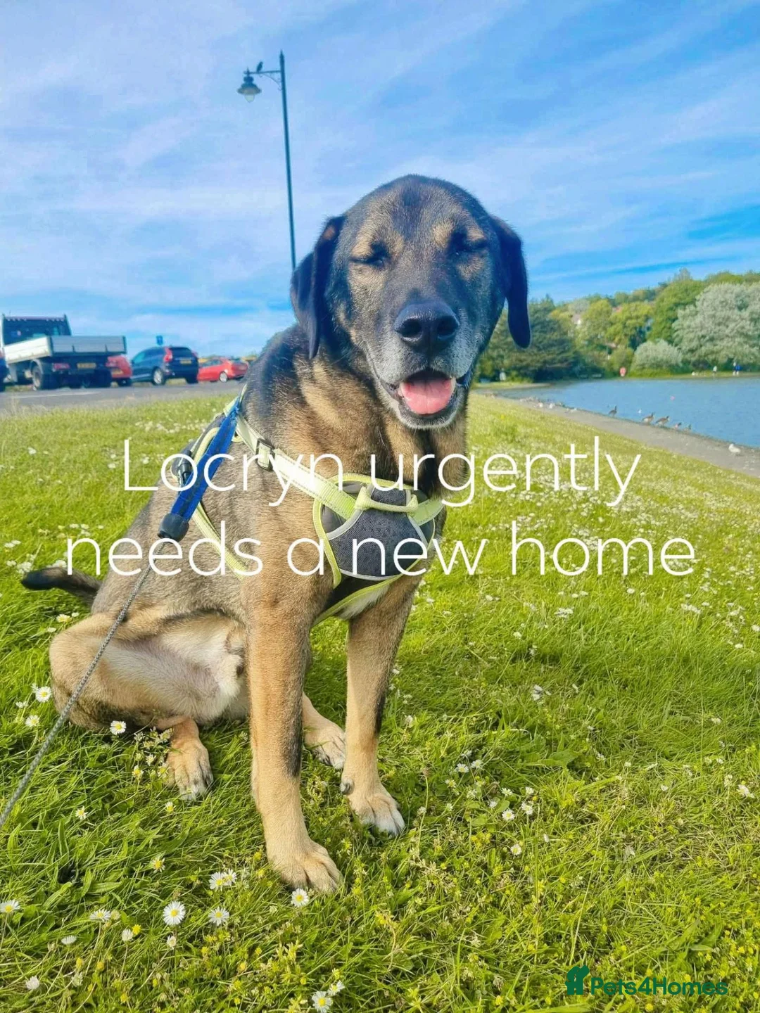 Mixed Breed dogs for adoption: HELP US FIND LOCryn HIS NEXT HOME in Weston-super-Mare - Advert 1