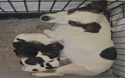 Jack Russell dogs for sale: Jack Russell pups - Image 3