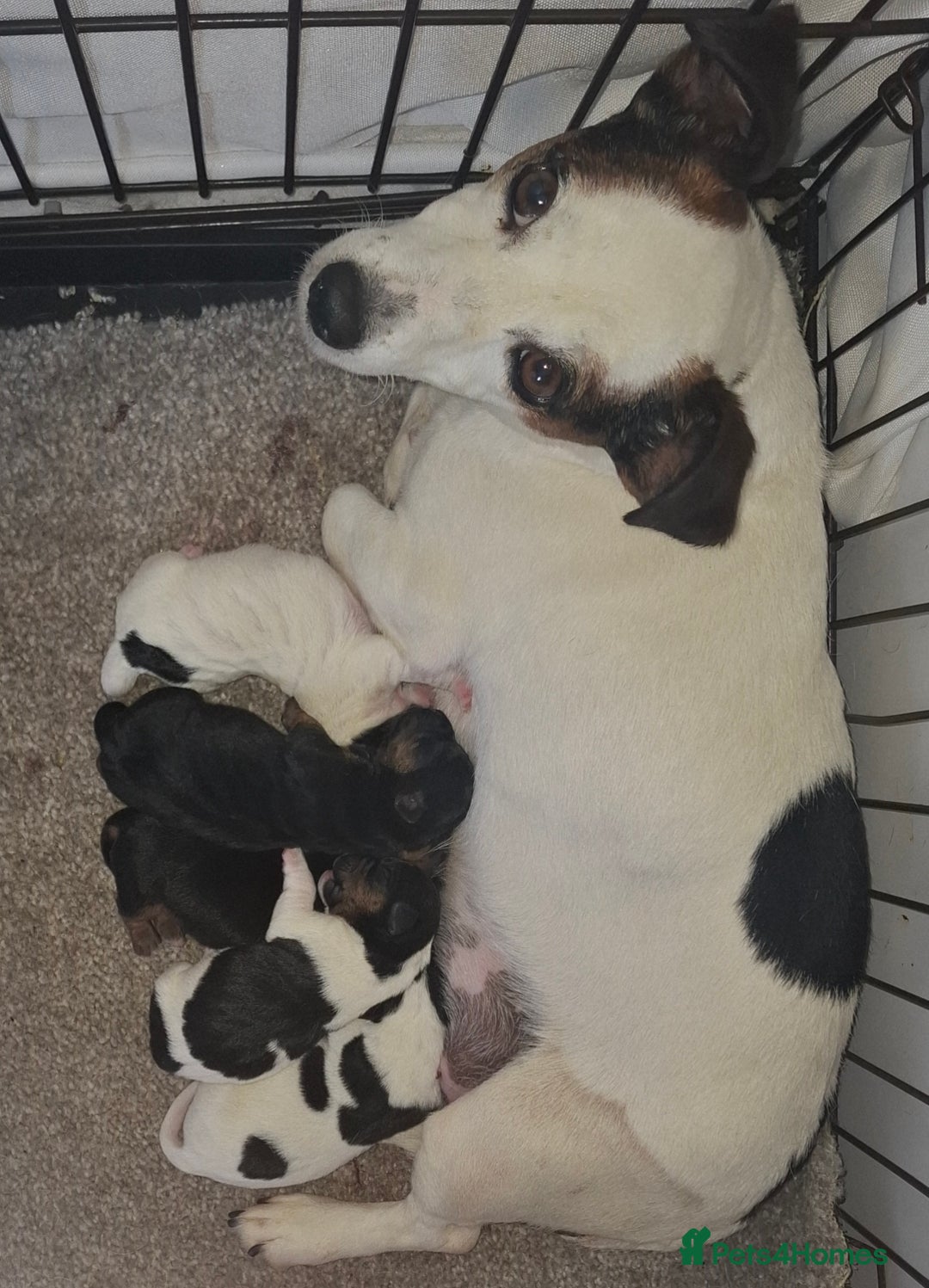 Jack Russell dogs for sale: Jack Russell pups - Image 3