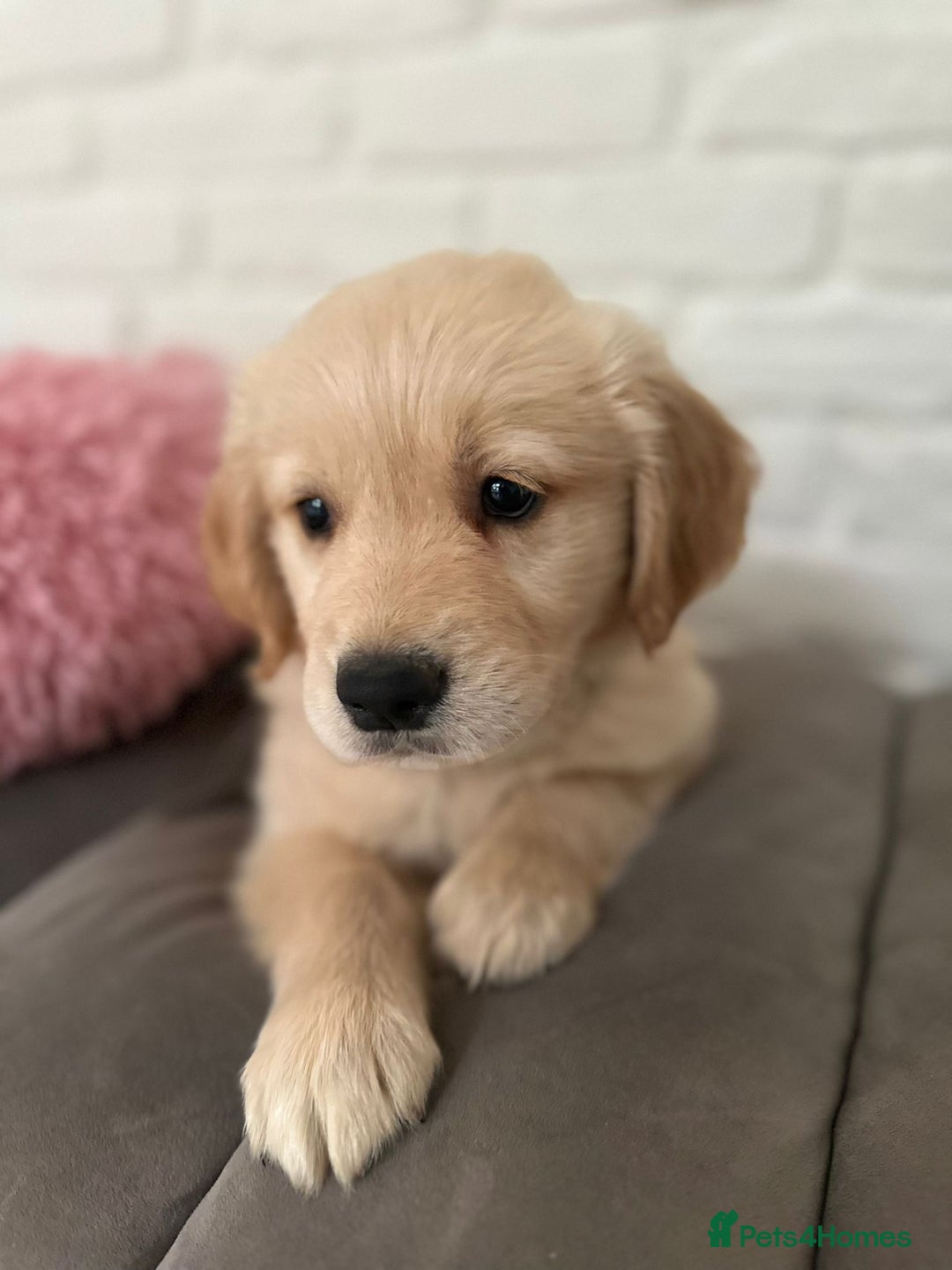 Golden Retriever dogs for sale: Golden retriever puppies READY NOW - Image 14