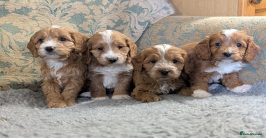 Cockapoo dogs - Advert 4