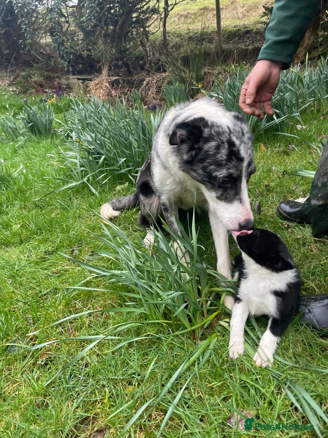 Border Collie dogs for sale: Sweet collie puppy’s  - Advert 3