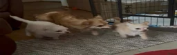 Chihuahua dogs for sale: Chihuahua puppies 🐶  - Advert 12