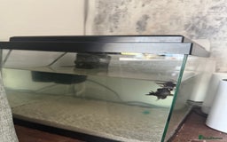 Fancy Goldfish fish for sale: Free Fishes  - Image 3