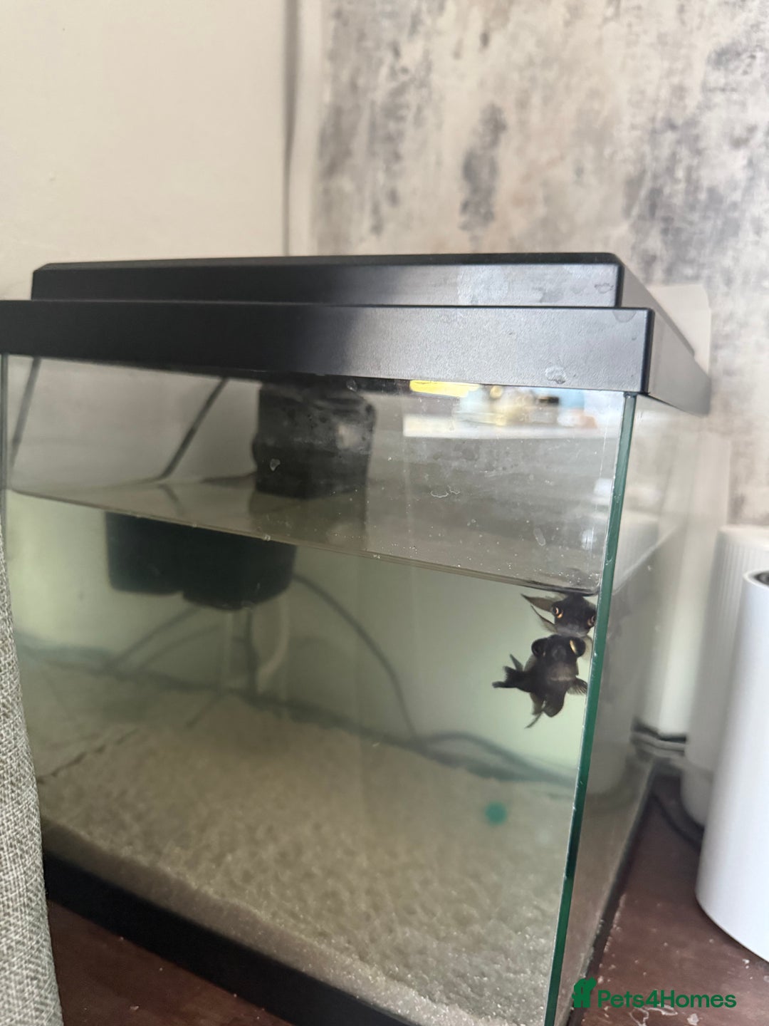 Fancy Goldfish fish for sale: Free Fishes  - Image 3