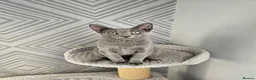 Russian Blue cats for sale: GCCF Registered Russian Blue Kittens - Advert 9
