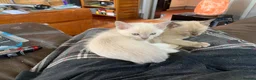 Burmese cats for sale: Beautiful Female Burmese Kittens  in Swindon - Advert 7