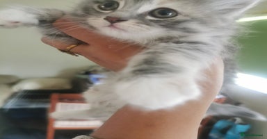 Ragdoll cats - Advert 3