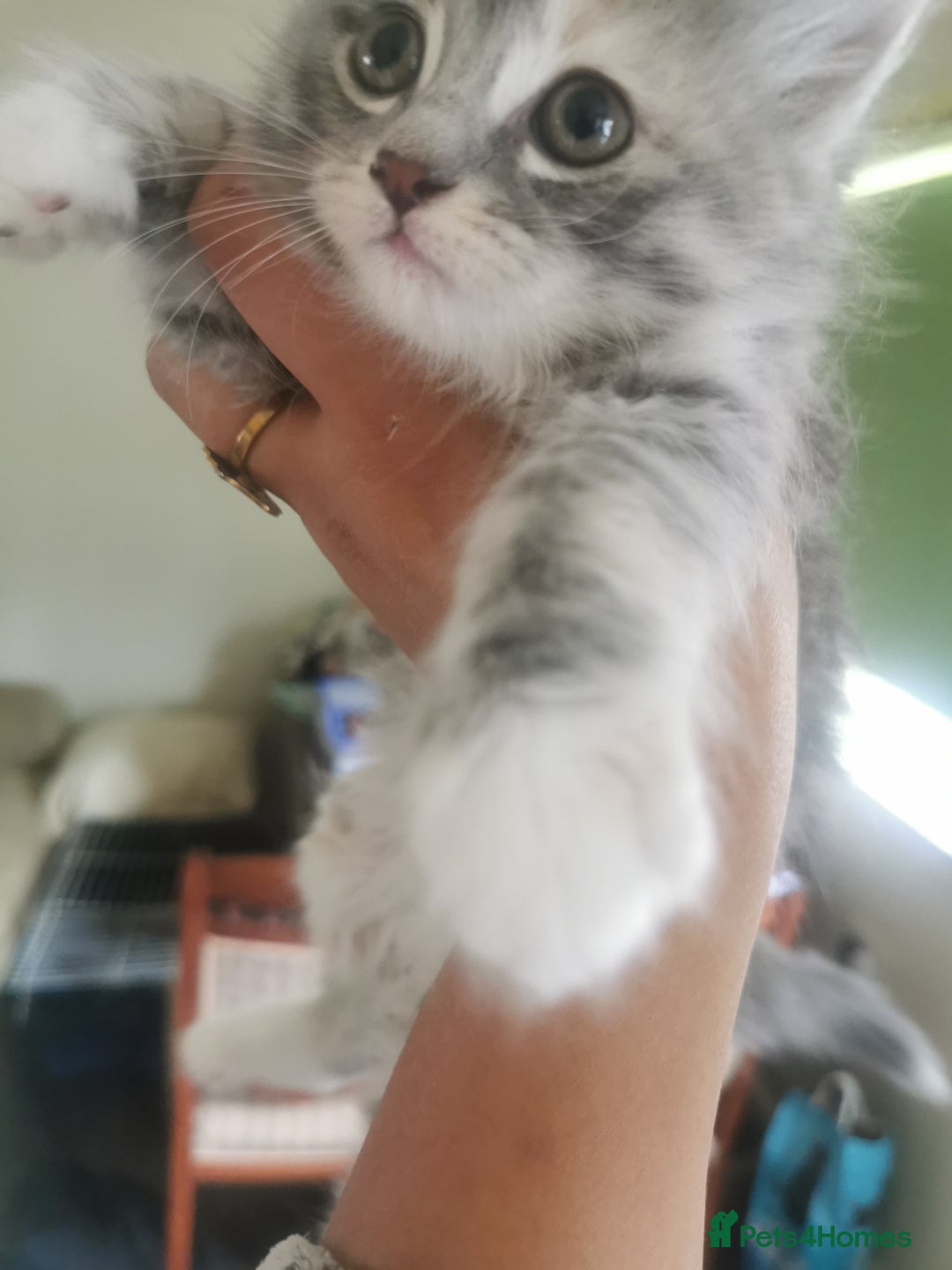 Ragdoll cats for sale: Beautiful ragdolls mix females kittens for sale - Image 3