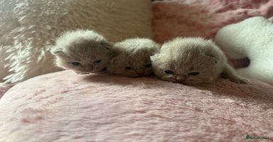 British Shorthair cats - Advert 10