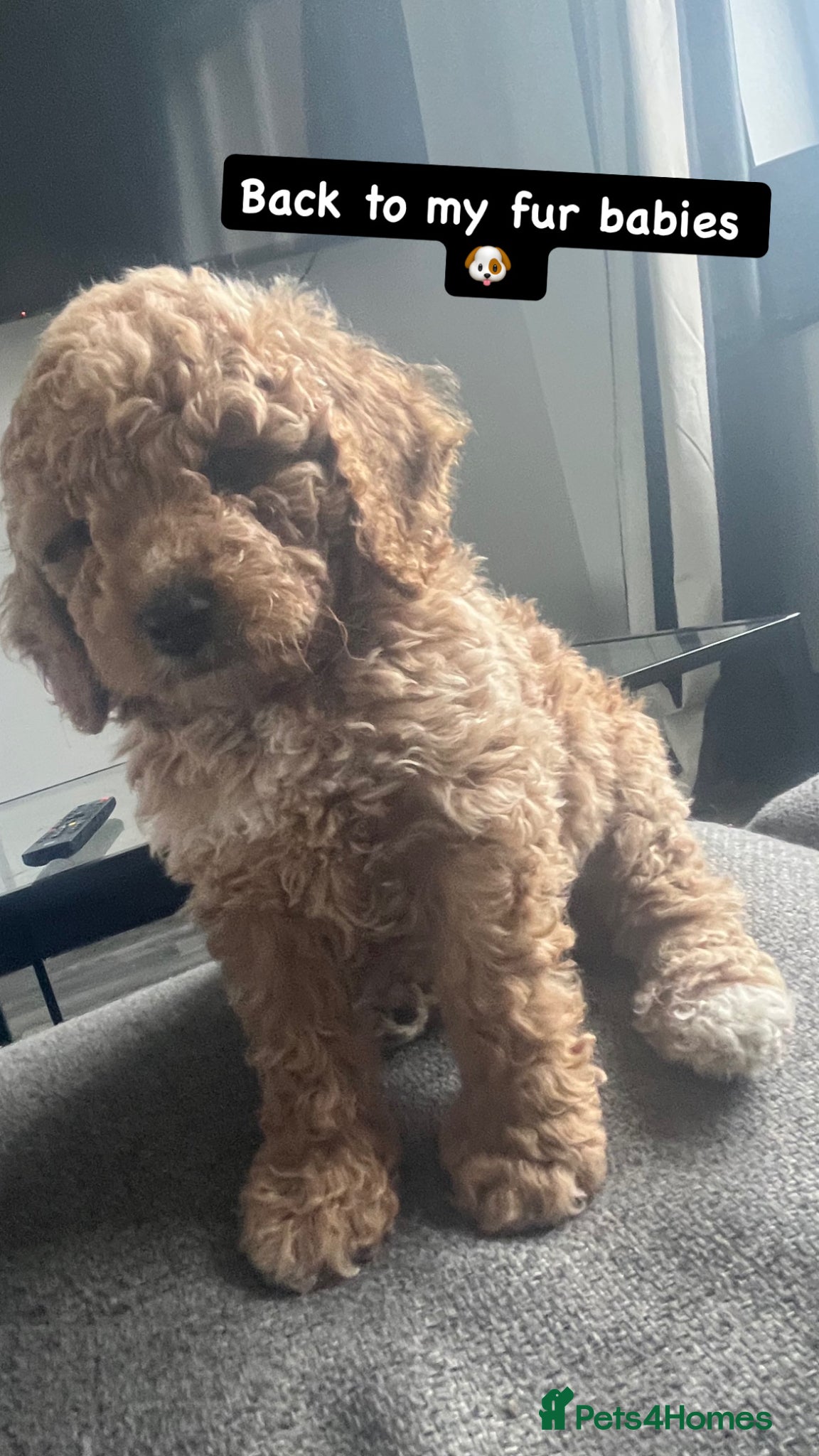 Mixed Breed dogs for sale: F1 Labradoodle/cockapoo Mix ❤️  - Advert 8