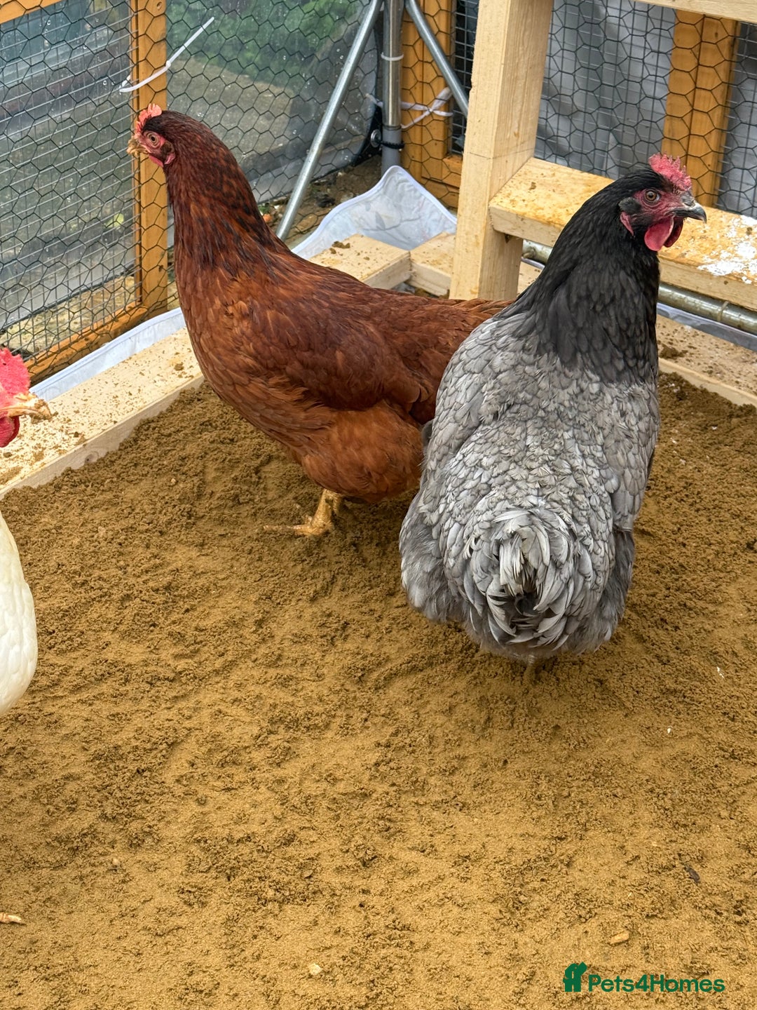 Chickens poultry for sale: Point of lay hens available  - Advert 5