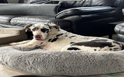 Great Dane dogs for sale: 20 month old Harlequin Dane KC reg  - Image 3