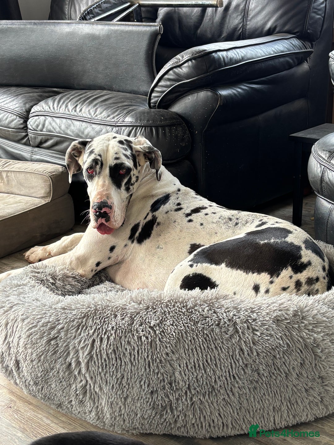 Great Dane dogs for sale: 20 month old Harlequin Dane KC reg  - Image 3