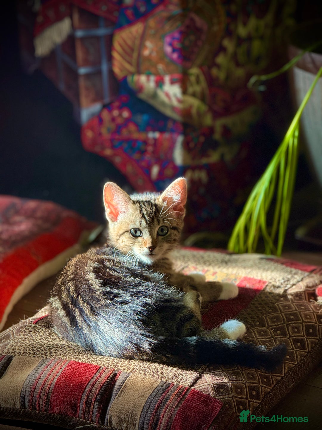 Mixed Breed cats for sale: Playful kittens - Image 7