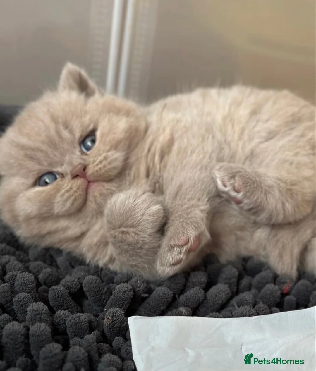 British Shorthair cats for sale: Adorable lilac/fawn British shorthair kittens - Advert 2