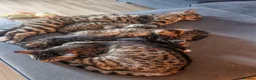 Bengal cats for sale: 1 Female Left!! Ready to leave Bengal Mix Kittens - Advert 9