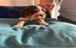 Cocker Spaniel dogs for sale: KC Registered Show Cockers - Image 11