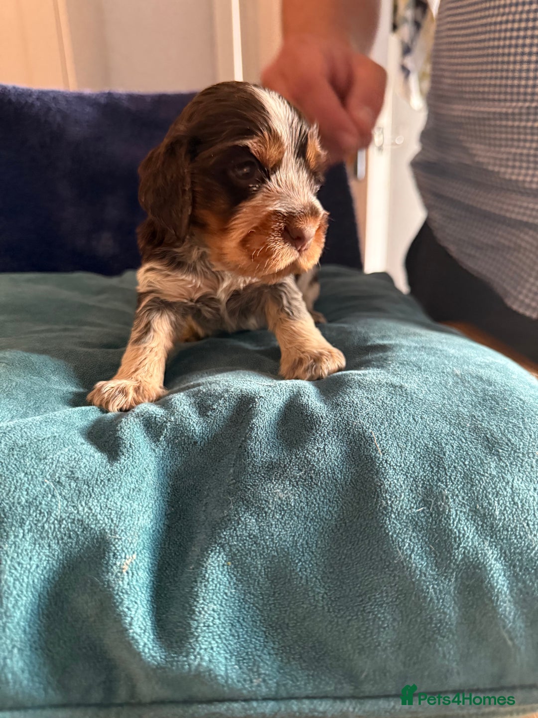 Cocker Spaniel dogs for sale: KC Registered Show Cockers - Image 11