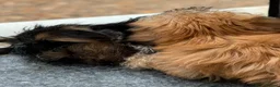 Mixed Breed dogs for sale: READY TO LEAVE 1 female left  - Advert 5