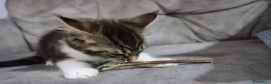 Brown and white tabby girl