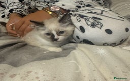 Ragdoll cats for sale: 5 ragdoll kittens GCCF  - Image 10
