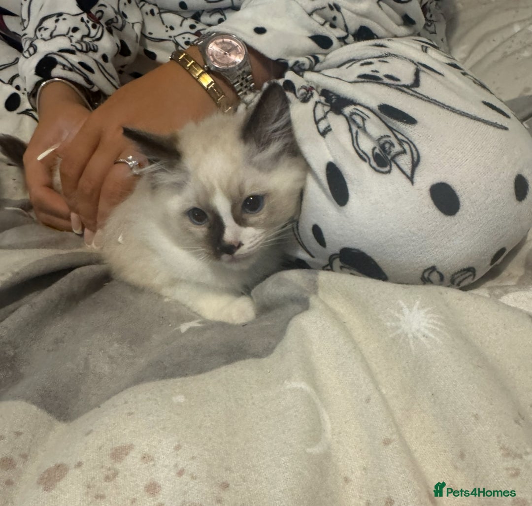 Ragdoll cats for sale: 5 ragdoll kittens GCCF  - Image 10