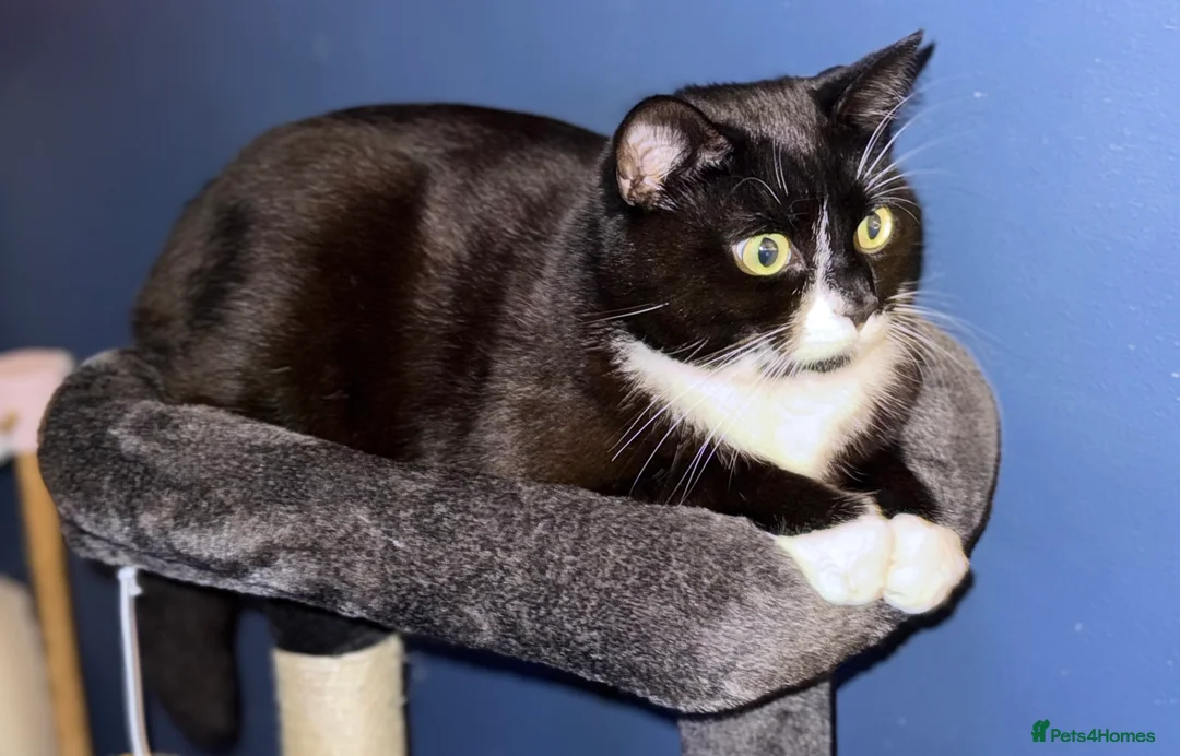 British Shorthair cats for sale: Male Cat - Advert 1