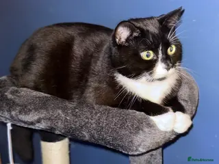 British Shorthair cats Male Cat - Advert 3