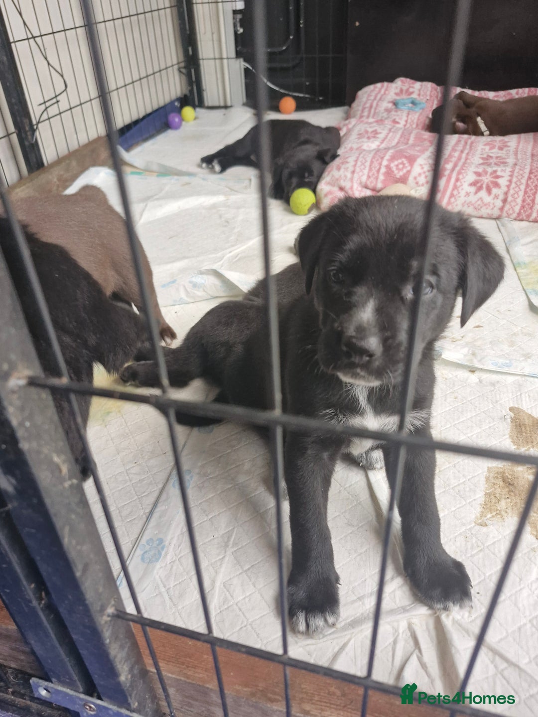Mixed Breed dogs for sale: Dalmatian shepherd  - Image 26
