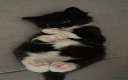 Mixed Breed cats for sale: Kittens 2 female ready  - Image 3