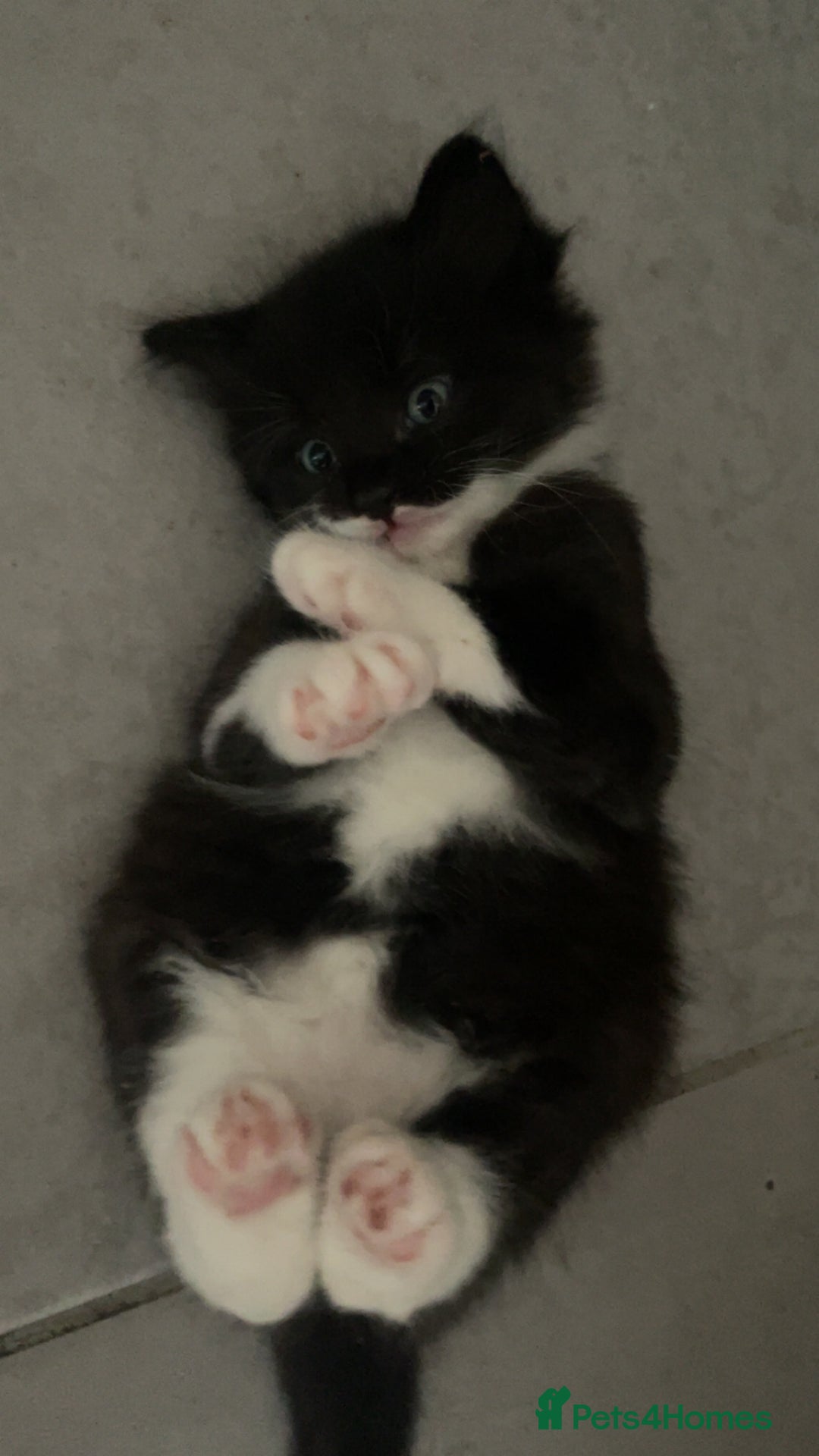 Mixed Breed cats for sale: Kittens 2 female ready  - Image 3