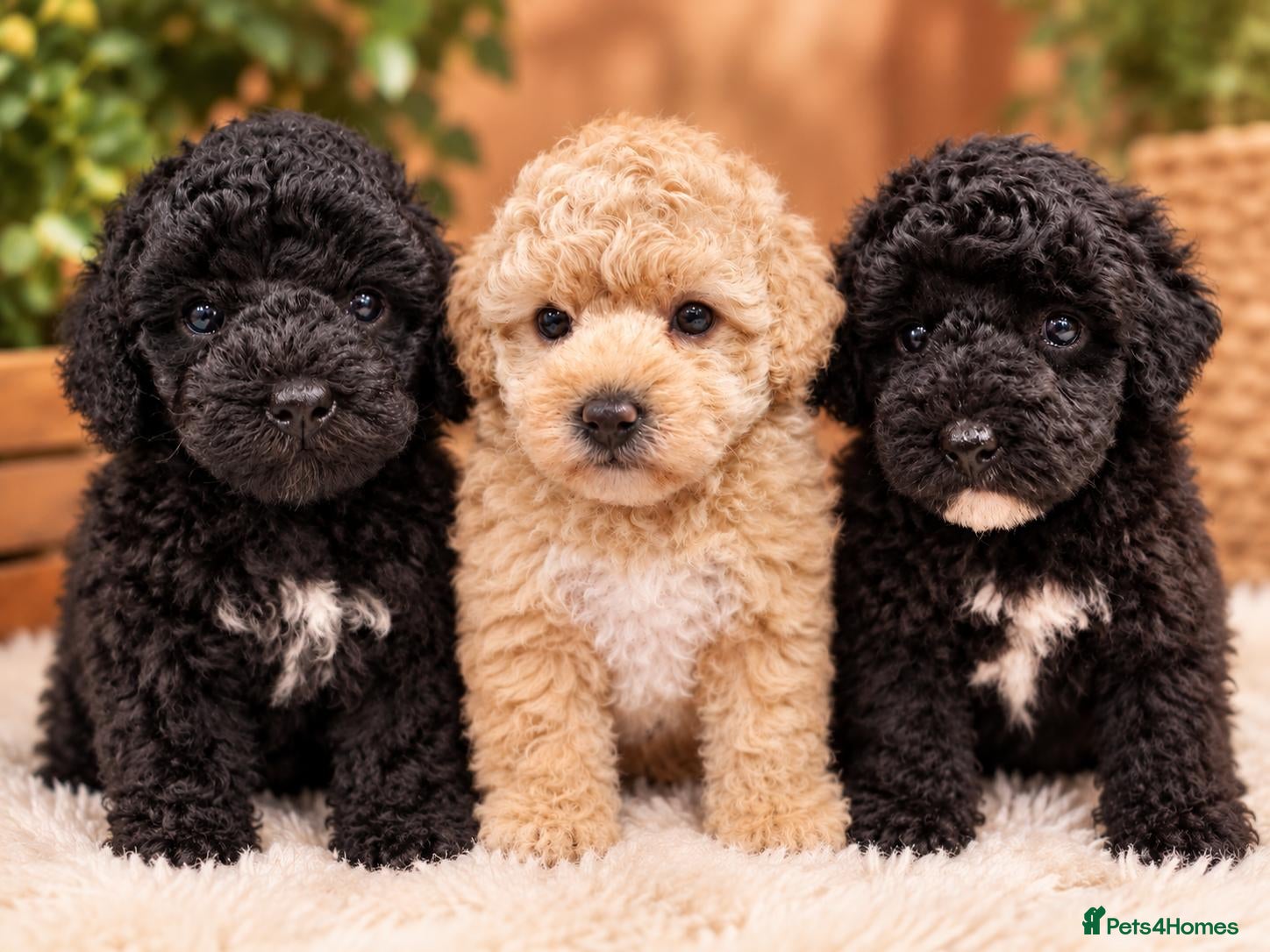 Poochon dogs Beautiful poochon pups - Advert 1
