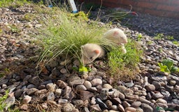 Ferret rodents for sale: 2 litters available sliver mitts and polecats  - Image 12