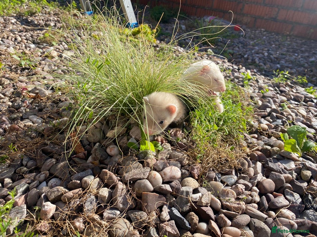Ferret rodents for sale: 2 litters available sliver mitts and polecats  - Image 12