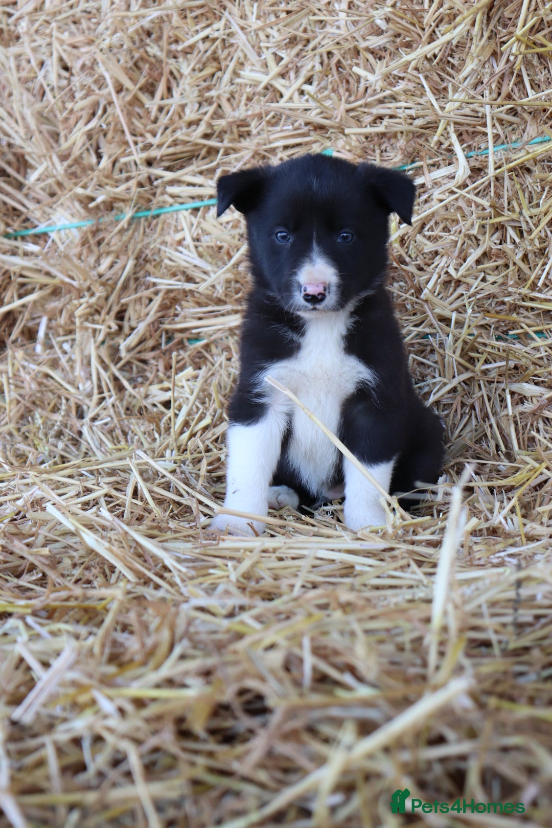 Border Collie dogs for sale: Beautiful Collie Puppies For sale - Image 14