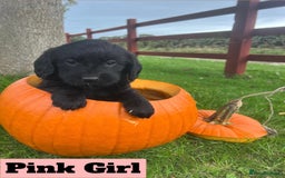 Labradoodle dogs for sale: 🌟 GOLD STANDARD – HIGH HEALTH STATUS LABRADOODLES - Image 4