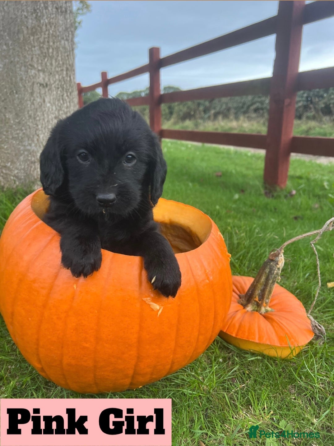 Labradoodle dogs for sale: 🌟 GOLD STANDARD – HIGH HEALTH STATUS LABRADOODLES - Image 4