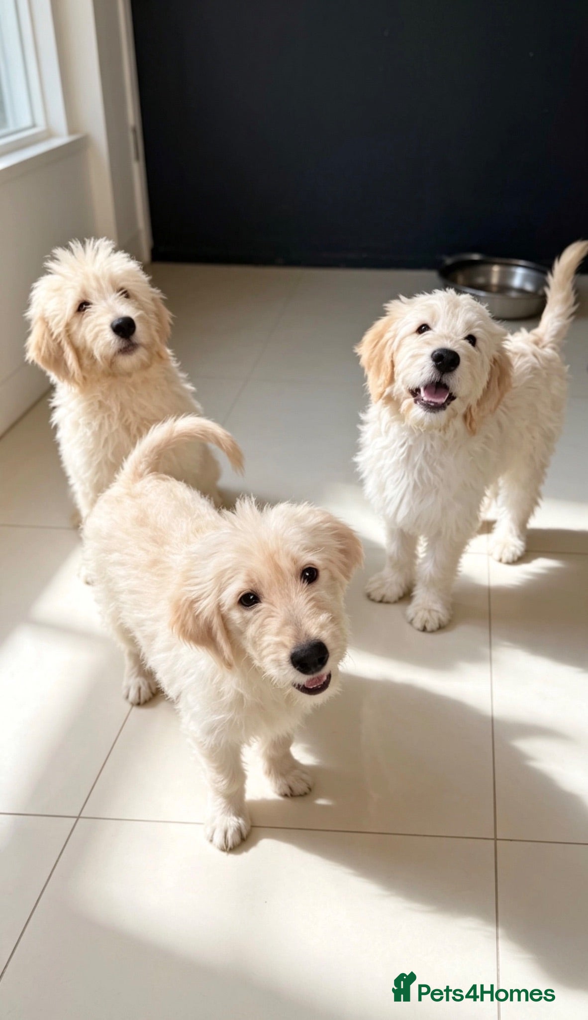 Goldendoodle dogs 3 Girls Left! medium sized goldendoodle puppies - Advert 2