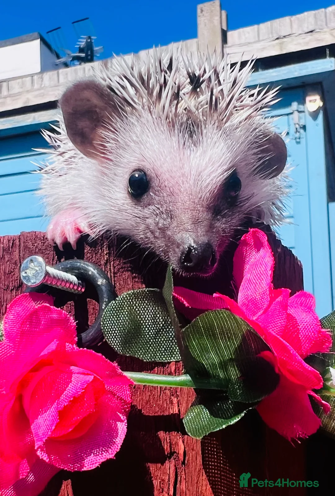 Pygmy Hedgehog rodents for sale: African Pygmy hedgehogs hoglets  - Advert 2