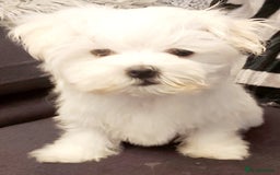 Maltese dogs for sale:  BOY AVAILABLE MALTESE KC REG READY FOR A NEW HOME in Llanelli - Image 2