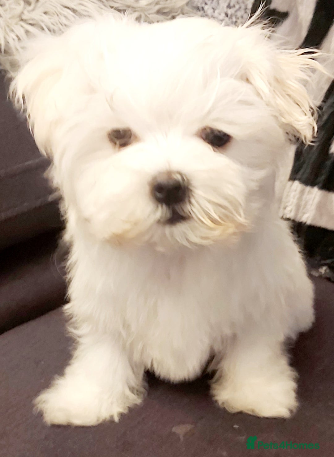 Maltese dogs for sale:  BOY AVAILABLE MALTESE KC REG READY FOR A NEW HOME in Llanelli - Image 2