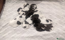 German Wirehaired Pointer dogs for sale: German Wirehaired pointer puppies  - Advert 1