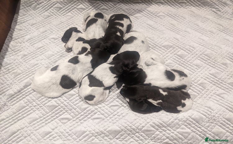 German Wirehaired Pointer dogs German Wirehaired pointer puppies  - Advert 1