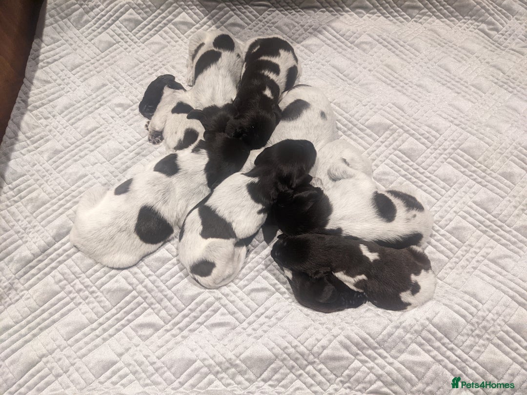 German Wirehaired Pointer dogs for sale: German Wirehaired pointer puppies  - Advert 1